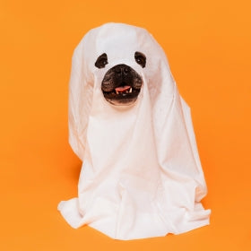 Collection image for: Halloween